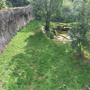 Tiger taiga - Second enclosure