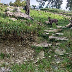 Himalaya Habitat - Blue sheep (Pseudois nayaur)