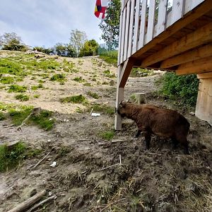 Himalaya Habitat - Mishmi takin (Budorcas taxicolor taxicolor)