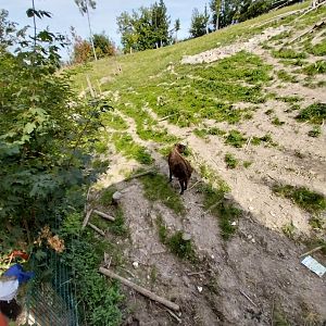 Himalaya Habitat - Mishmi takin (Budorcas taxicolor taxicolor)