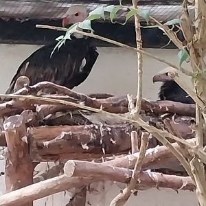 Tropenhaus - Breeding white-headed vultures