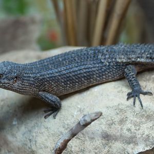 Gidgee skink, Hamerton, UK