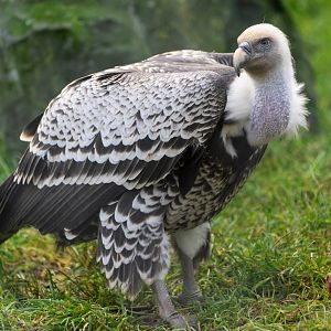 Rüppell's griffon vulture, Hamerton, UK