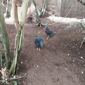 Tropenhaus - Lower section - Victoria crowned pigeon (Goura victoria)