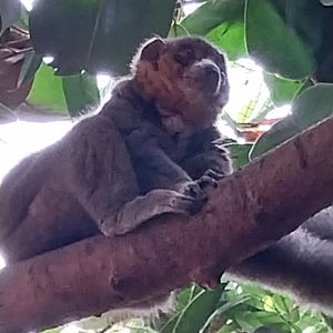 Tropenhaus - Lower section - Mongoz lemur (Eulemur mongoz)