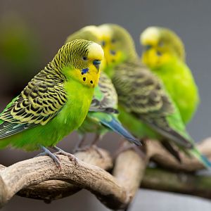 Bush Budgerigars, Hamerton, UK