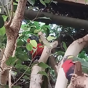 Tropenhaus - Lower section - Rainbow lorikeet (Trichoglossus moluccanus)
