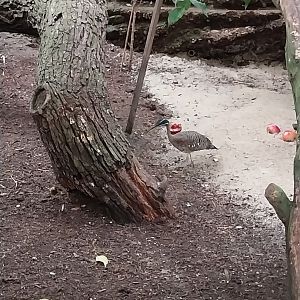 Tropenhaus - Middle section - Sunbittern (Eurypyga helias)
