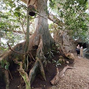 Tropenhaus - Middle section - Artificial tree