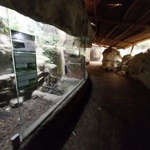 Tropenhaus - Upper section - Reptiles