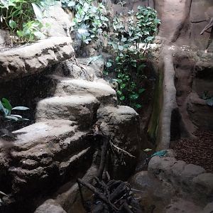 Tropenhaus - Upper section - Knight anolis (Anolis equestris)