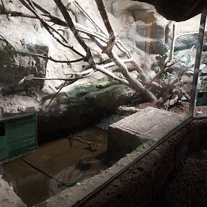 Tropenhaus - Upper section - Boa constrictor enclosure