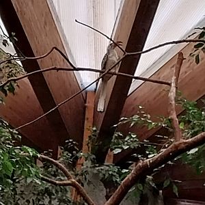 Tropenhaus - Middle section - Red-billed hornbill (Tockus eyrthrorhynchus)