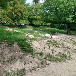 Scimitar-horned oryx enclosure