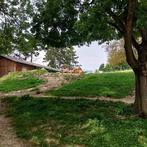 Bactrian camel (Camelus ferus f. bactrianus)