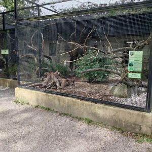 African grey parrot and Yellow-necked francolin aviary