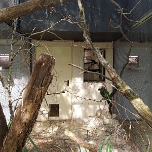 Red-fan parrot aviary