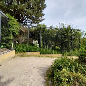 Javan rhinoceros hornbill aviary