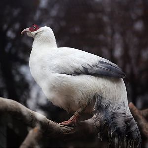 White Eared-Pheasant
