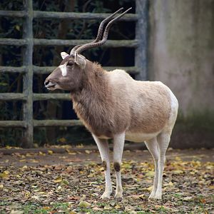 Addax
