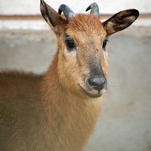 Red Goral (Naemorhedus baileyi)