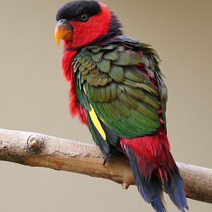 Black-capped Lory