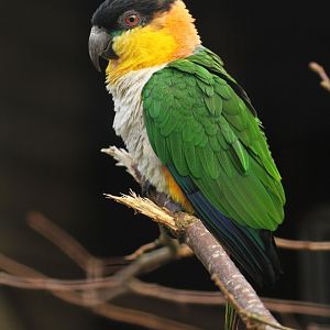 Black-headed Caique
