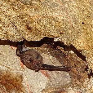 Black-bearded tomb bat (Taphozous melanopogon)