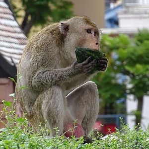 Long-tailed macaque (Macaca fascicularis)