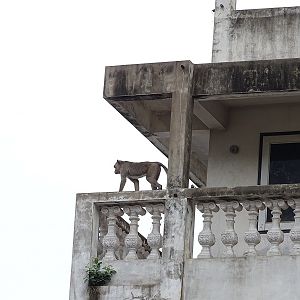 Long-tailed macaque (Macaca fascicularis)