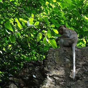 Long-tailed macaque (Macaca fascicularis)