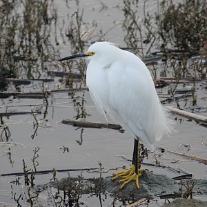 Snowy Egret (Egretta thula)