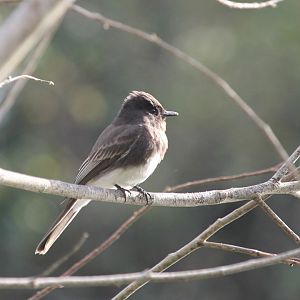 Black Phoebe (Sayornis nigricans)