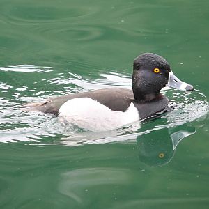 Ring-necked Duck (Aythya collaris)