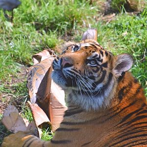 Tiger cub (29/10/23)