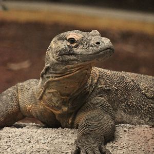 Komodo dragon