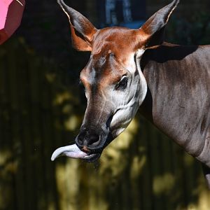 Okapi