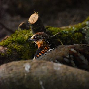 Collared hill-partridge