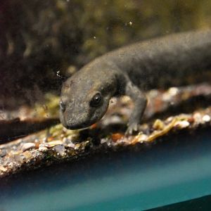 Sardinian brook salamander (29/10/23)