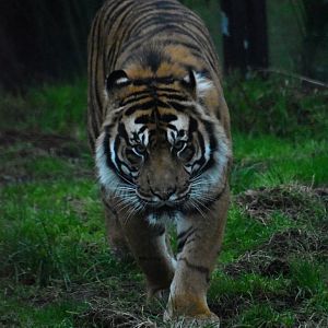 Tiger male Asim