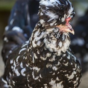 The Houdan or Poule de Houdan