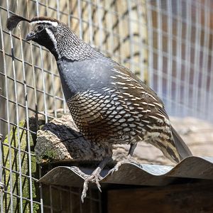 The California quail (Callipepla californica)