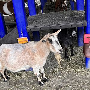 Affection Section- Alpine Pygmy goat- Tubbs- Bueller