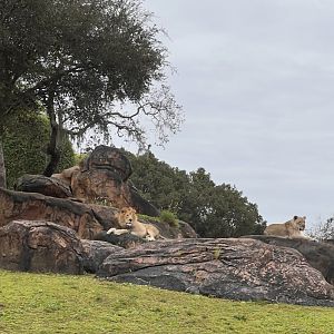 Kilimanjaro Safaris- African lion- Dakari- Kamari