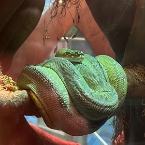 Conservation Station- Green tree python- Esmeralda