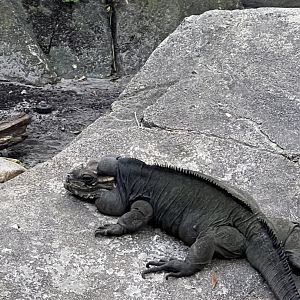 The Oasis- Rhinoceros Iguana- Sid