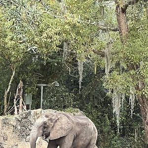 Kilimanjaro Safaris- African elephant- Mac