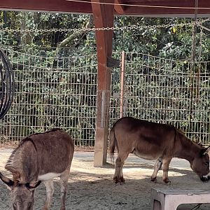 Affection Section- Miniature donkey- Jack- Jill