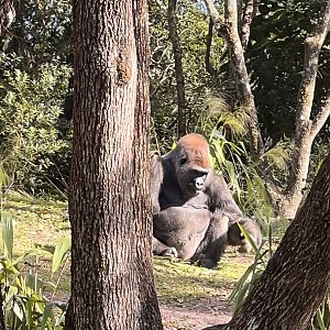 Gorilla Falls Exploration Trail- Western lowland gorilla- Gus