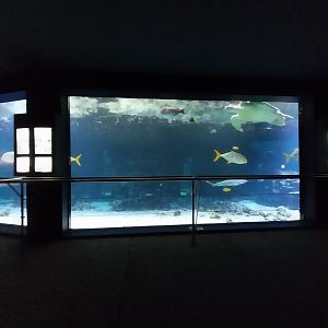 Aquazoo Schmiding - Sea turtle aquarium